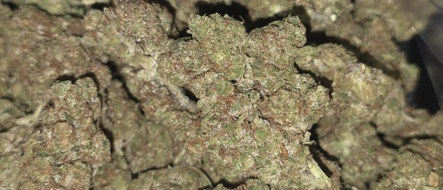 Hood Cookies - High THCA Hemp Flower – Tier 4 BUDGET