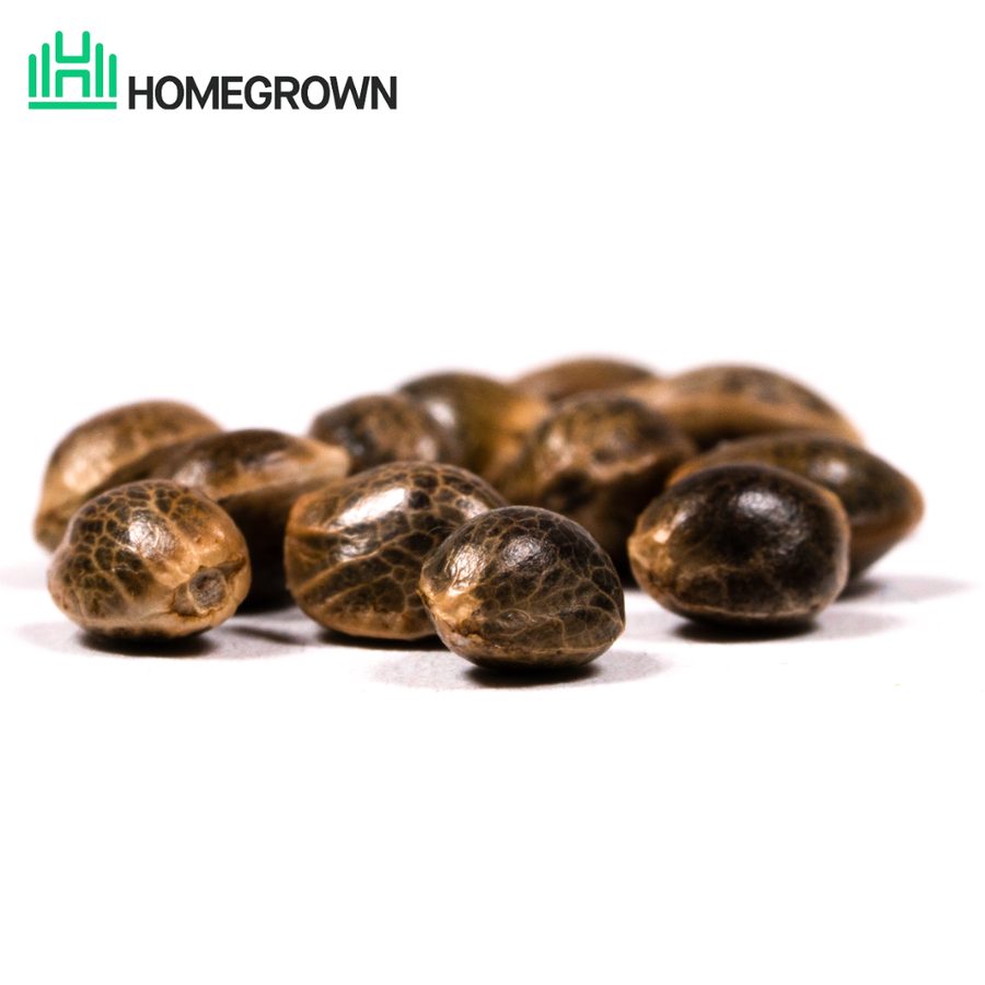 Homegrown Cannabis Seeds (FEMS)